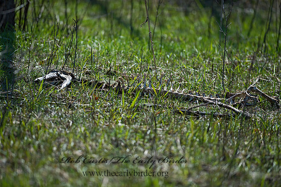 Odocoileus virginianus  WHITE-TAILED DEER 9065894z