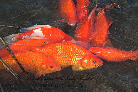 Cyprinus carpio  KOI 5004811z
