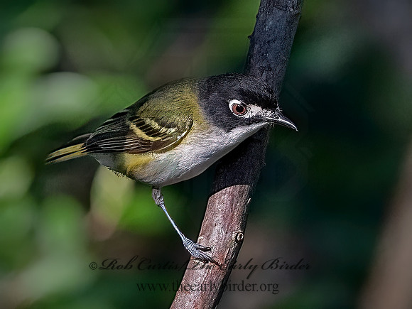 Vireo atricapilla  BLACK-CAPPED VIREO 3040297z