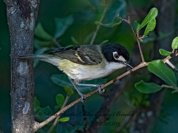 Vireo atricapilla  BLACK-CAPPED VIREO 3040254z