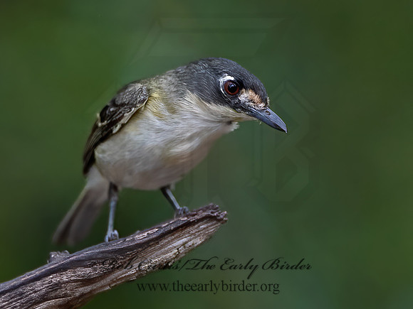 Vireo atricapilla  BLACK-CAPPED VIREO 3040725z