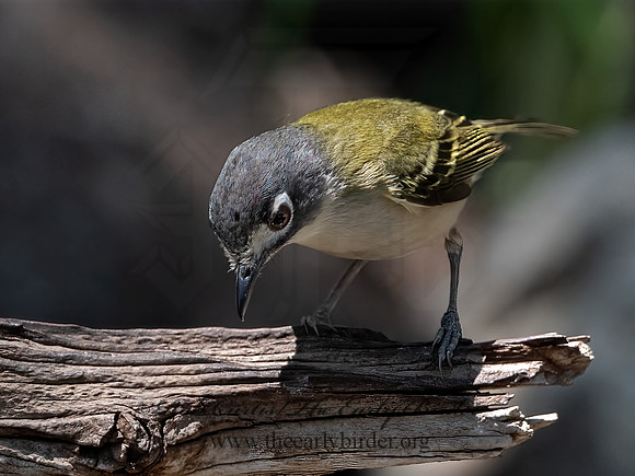 Vireo atricapilla  BLACK-CAPPED VIREO 3041186z