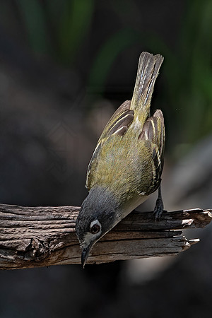 Vireo atricapilla  BLACK-CAPPED VIREO 3041188z