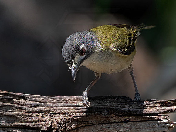 Vireo atricapilla  BLACK-CAPPED VIREO 3041191z