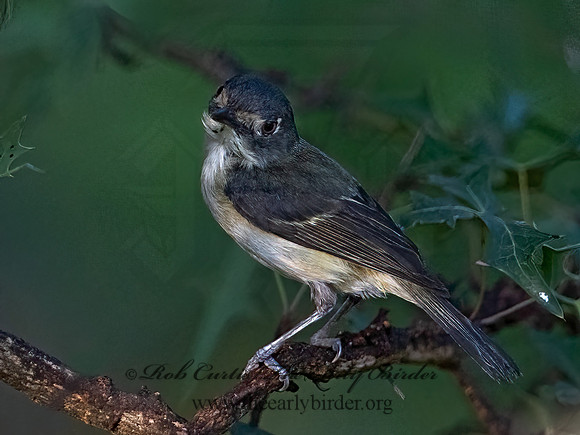 Vireo atricapilla  BLACK-CAPPED VIREO 3040881z