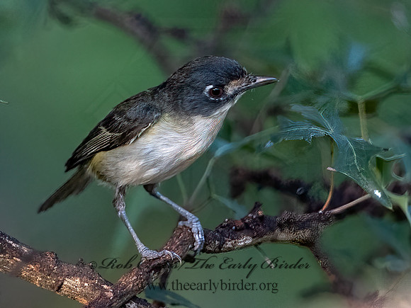 Vireo atricapilla  BLACK-CAPPED VIREO 3040888z