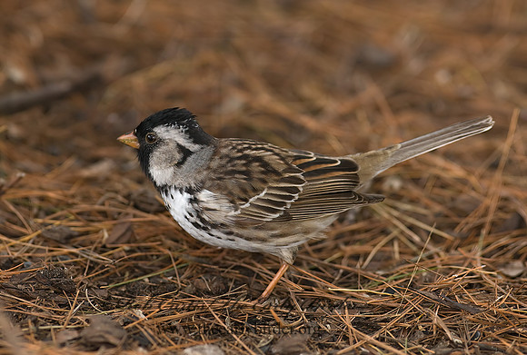 Zonotrichia querula  HARRIS'S SPARROW 7014509z