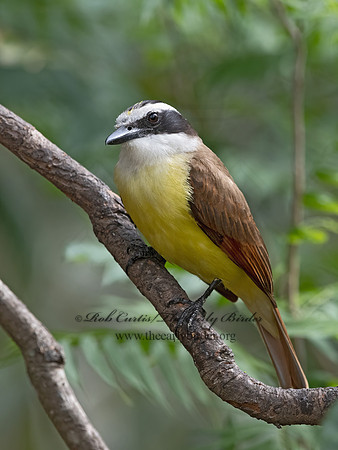 Pitangus sulphuratus  GREAT KISKADEE 3030871z