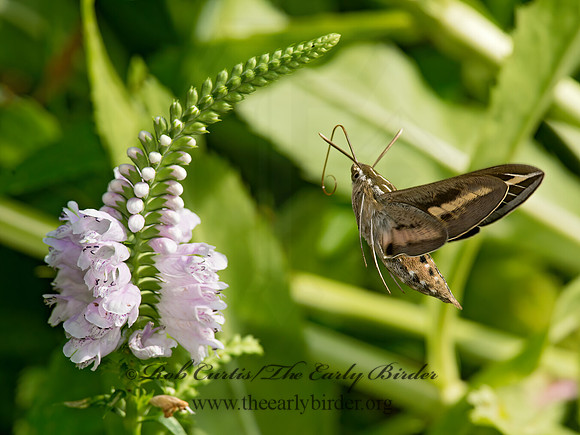 Hyles lineata  WHITE-LINED SPHINX 9014143 z