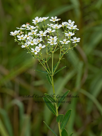 Euphorbia corollata  FLOWERING SPURGE  9040500z