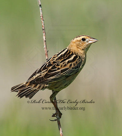 Dolichonyx oryzivorus  BOBOLINK 3008457z