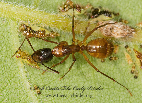 Camponotus americanus 9013659z
