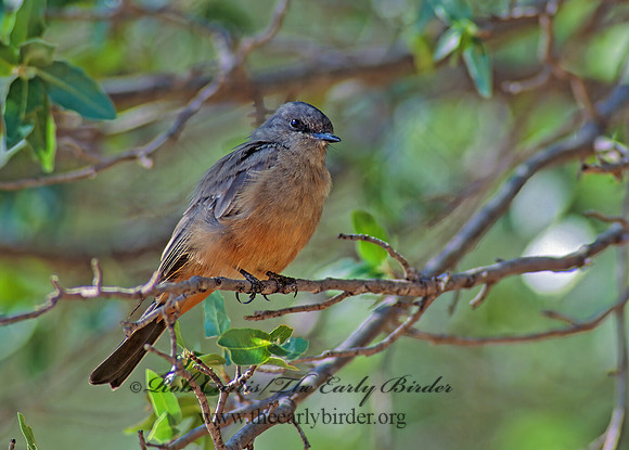 Sayornis sayi  SAY'S PHOEBE 57526z