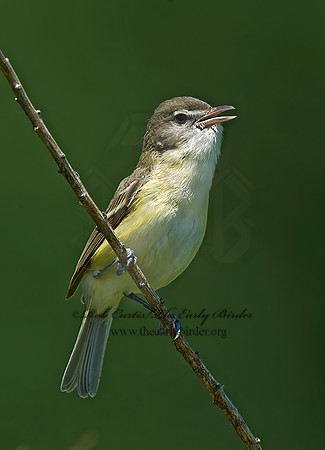 Vireo bellii  BELL'S VIREO 8014101z