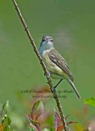 Vireo bellii  BELL'S VIREO 8014043z