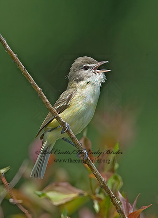 Vireo bellii  BELL'S VIREO 8014082z
