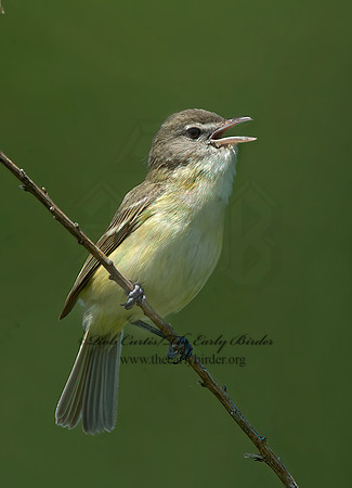 Vireo bellii  BELL'S VIREO 8014112z