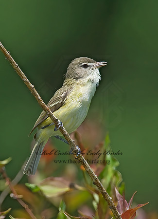 Vireo bellii  BELL'S VIREO 8014085z