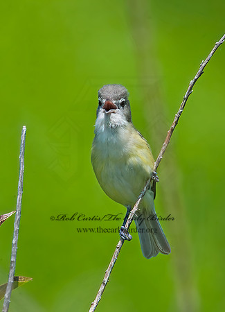 Vireo bellii  BELL'S VIREO 8014070z