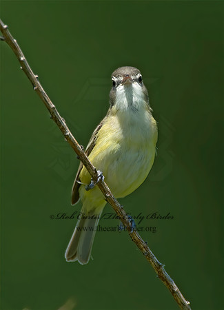 Vireo bellii  BELL'S VIREO 8014103z