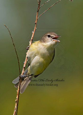 Vireo bellii  BELL'S VIREO 8014058z