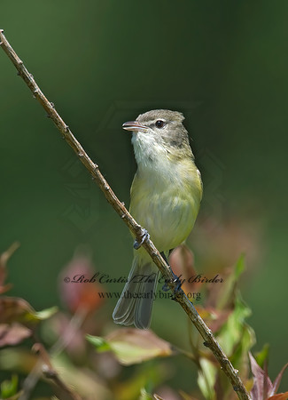 Vireo bellii  BELL'S VIREO 8014090z
