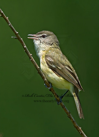 Vireo bellii  BELL'S VIREO 8014109z
