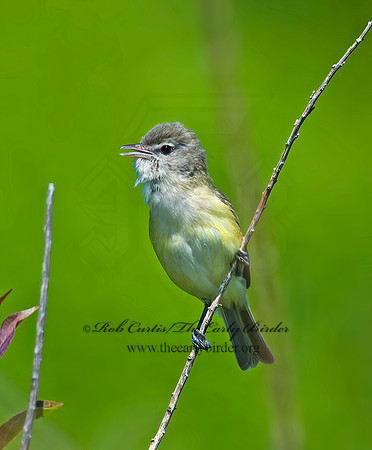 Vireo bellii  BELL'S VIREO 8014069z