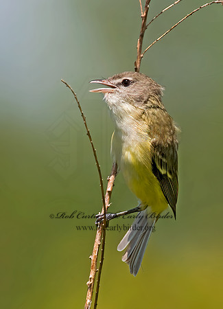 Vireo bellii  BELL'S VIREO 8014048z