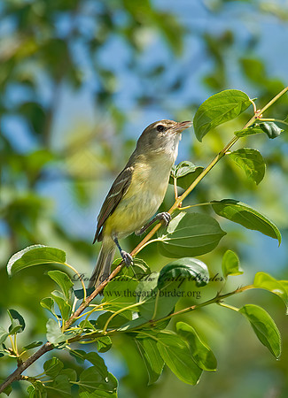 Vireo bellii  BELL'S VIREO 8005512z