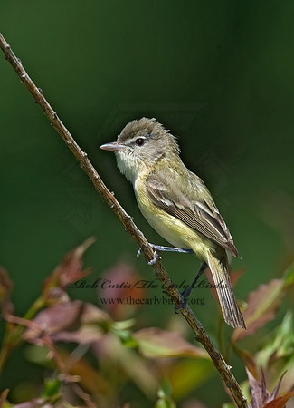 Vireo bellii  BELL'S VIREO 8014094z
