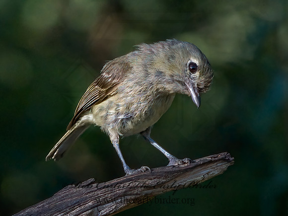Vireo bellii  BELL'S VIREO 3040285z