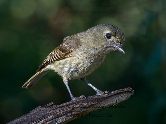 Vireo bellii  BELL'S VIREO 3040284z