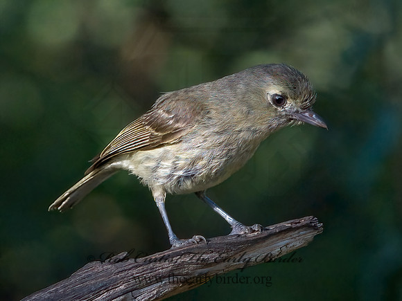 Vireo bellii  BELL'S VIREO 3040291z