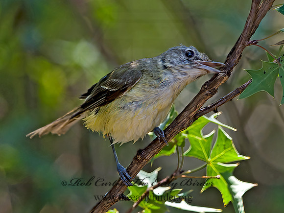 Vireo bellii  BELL'S VIREO 3039212z