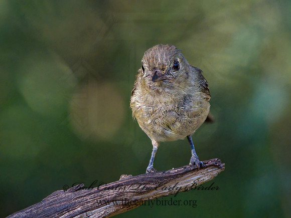 Vireo bellii  BELL'S VIREO 3040321z