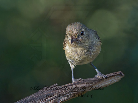 Vireo bellii  BELL'S VIREO 3040292z