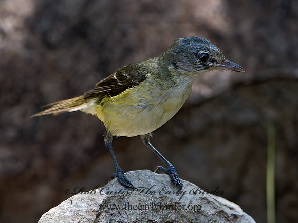 Vireo bellii  BELL'S VIREO 3039211z