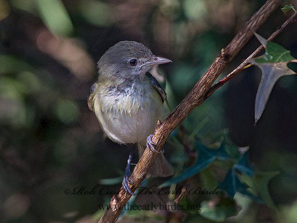 Vireo bellii  BELL'S VIREO 3040375z
