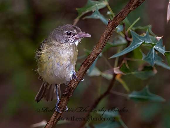 Vireo bellii  BELL'S VIREO 3039594z