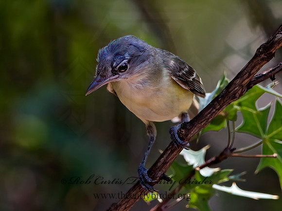Vireo bellii  BELL'S VIREO 3039207z