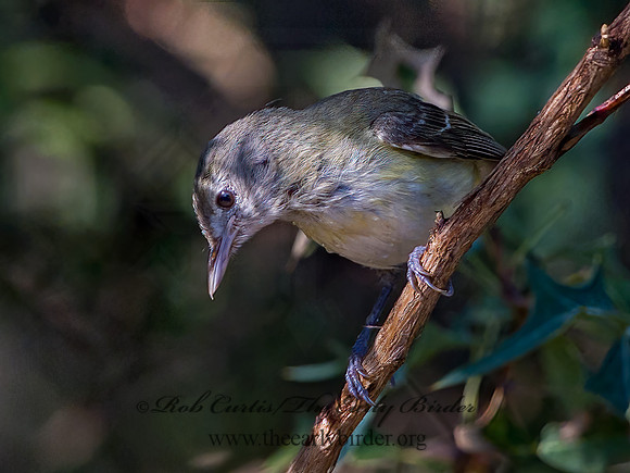 Vireo bellii  BELL'S VIREO 3040371z