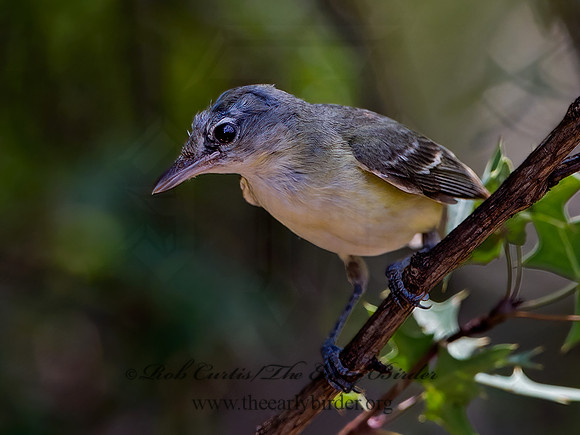 Vireo bellii  BELL'S VIREO 3039208z