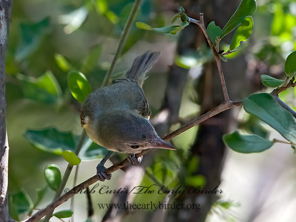 Vireo bellii  BELL'S VIREO 3039810z