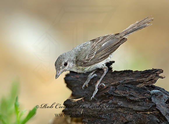 Vireo bellii  BELL'S VIREO 7008065z