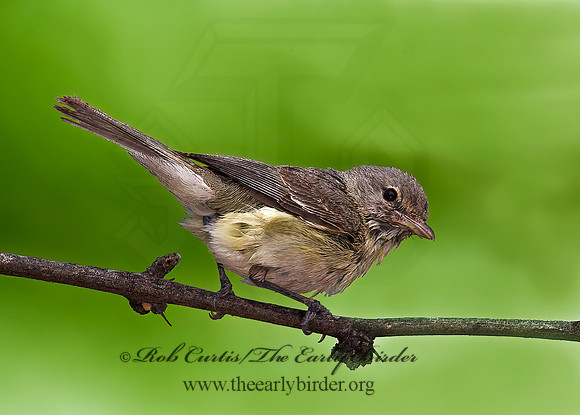 Vireo bellii  BELL'S VIREO 7008122z