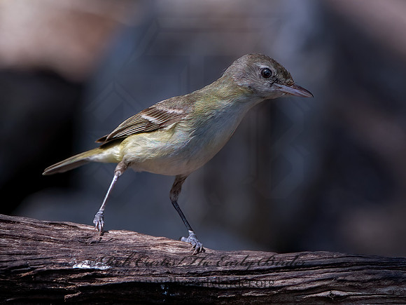 Vireo bellii  BELL'S VIREO 3039659z