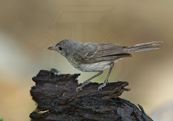 Vireo bellii  BELL'S VIREO 7008064z
