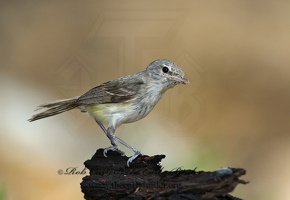 Vireo bellii  BELL'S VIREO 7008063z