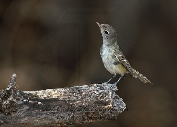 Vireo bellii  BELL'S VIREO 7008061z